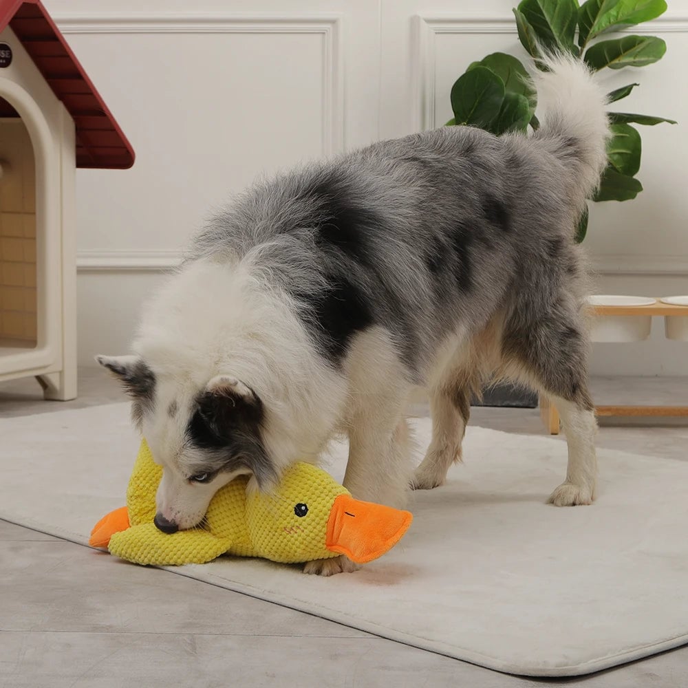 🦆The Quirky Quacker