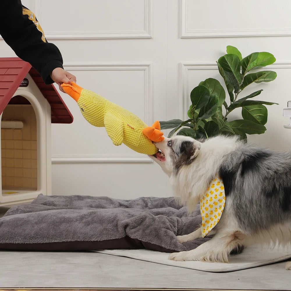 🦆The Quirky Quacker